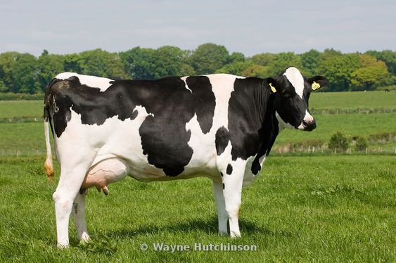 Distinctive black-and-white or rare red-and-white markings.