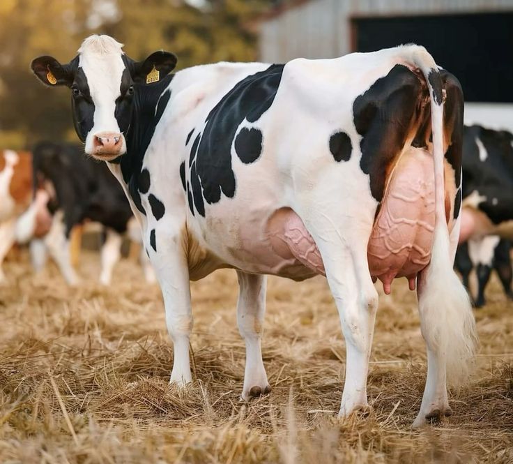 Distinctive black-and-white or rare black-and-white markings.